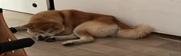 Akita Inu cani in regalo: Akita in affido  - Annuncio 3