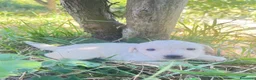 Meticcio cani in regalo: Meticce Labrador + maremmano  - Annuncio 3