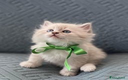 Siberiano gatti in vendita: SIBERIANI GATTINI IPOALLERGENICI  a Provincia di Brescia - Immagine 7