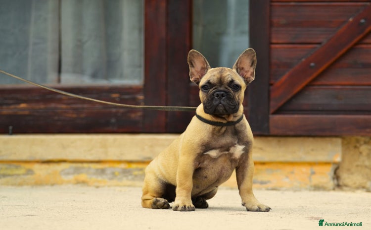 Bulldog Francese cani a Provincia di Brescia - Annuncio 2