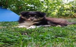 Shetland Sheepdog cani in vendita: Cuccioli Shetland sheepdog a Provincia di Alessandria - Immagine 2