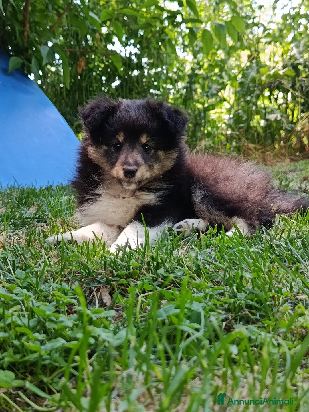 Shetland Sheepdog cani in vendita: Cuccioli Shetland sheepdog a Provincia di Alessandria - Immagine 2