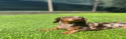 Bassotto cani per accoppiamento: Bassotto arlecchino disponibile per accoppiamento  a Provincia di Ascoli Piceno - Annuncio 3