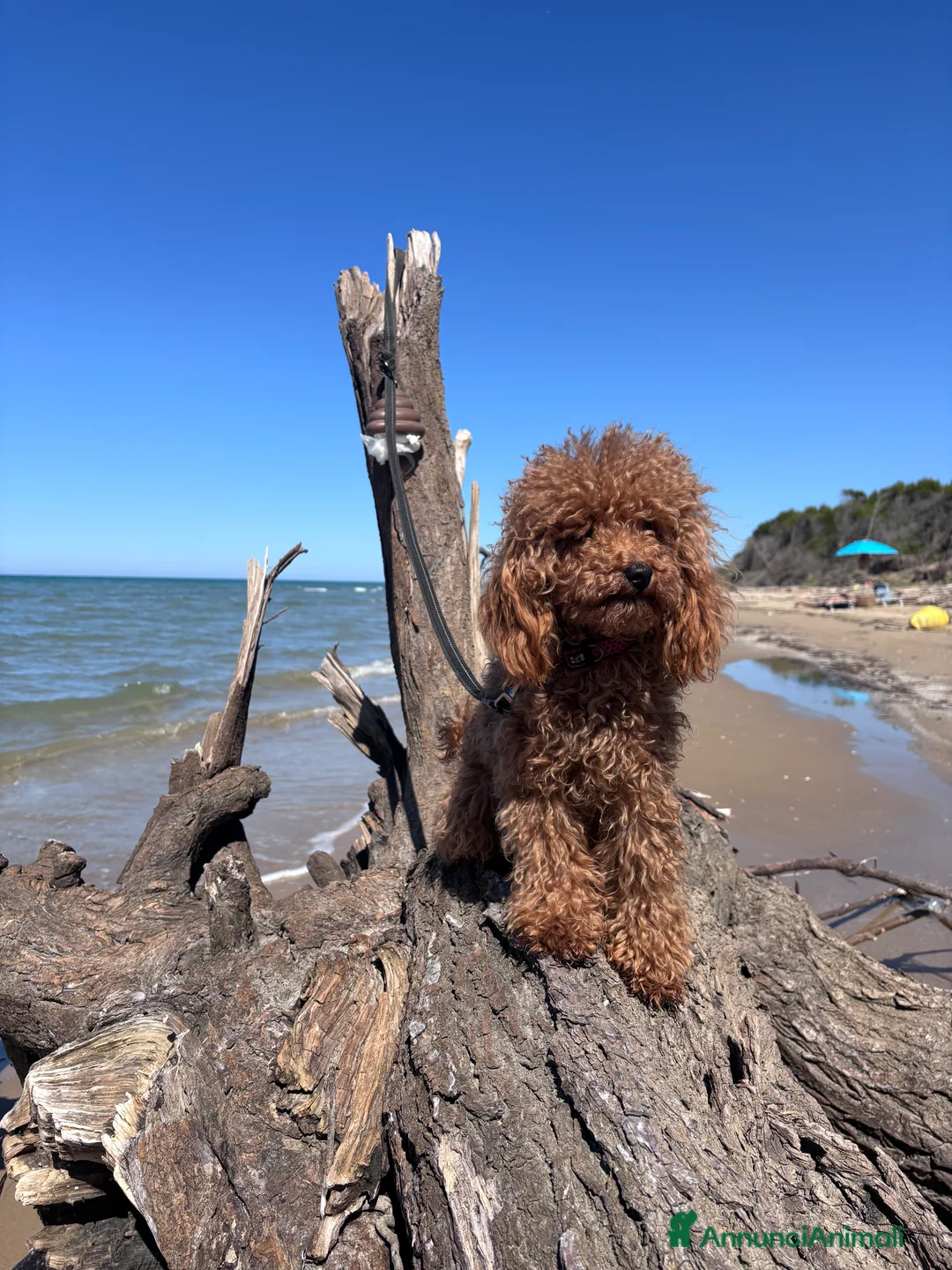 Barboncino Toy cani in vendita: Barbone toy - Annuncio 2