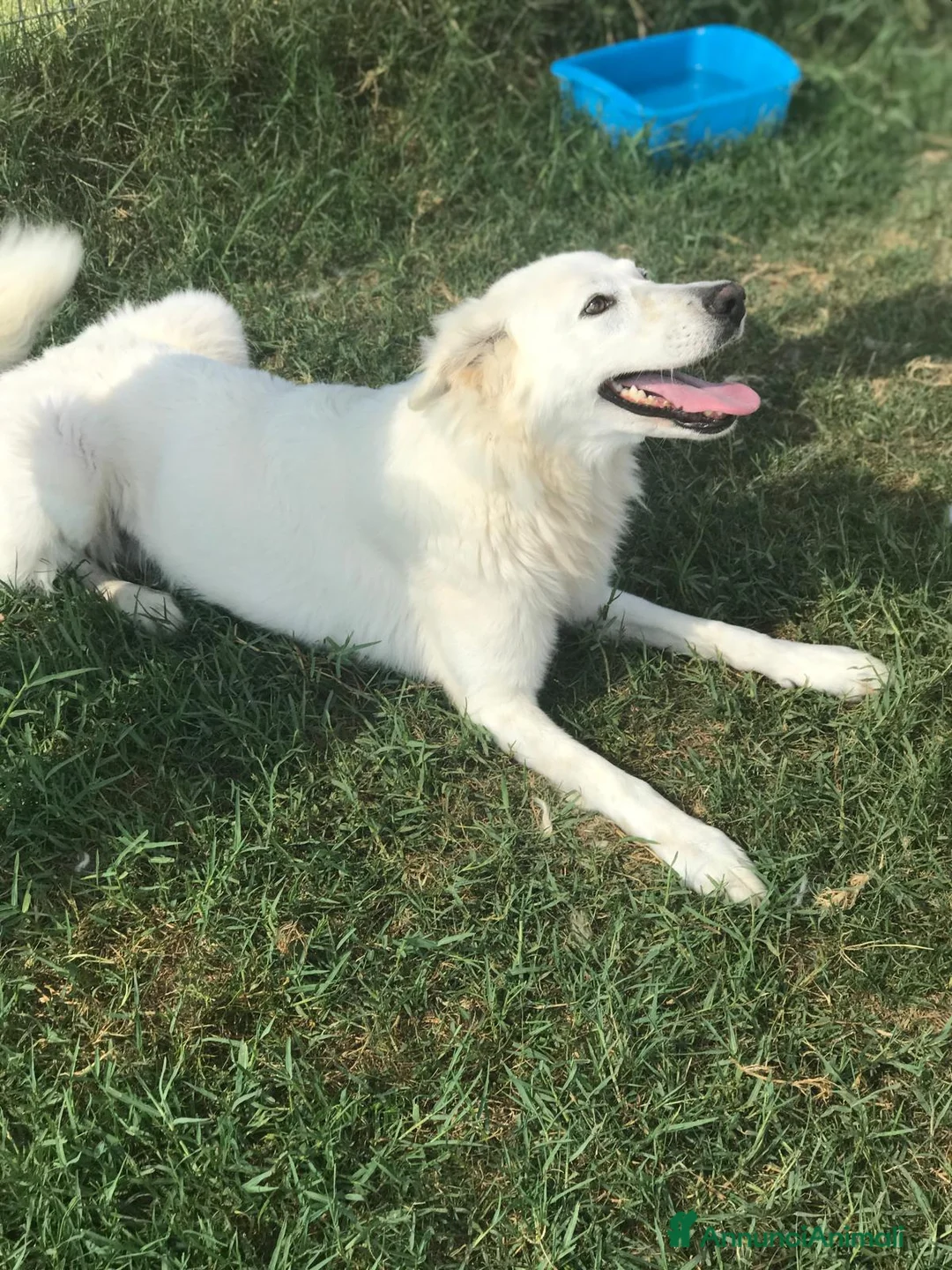 Pastore Maremmano cani in regalo: Criseide mix maremmana/labrador dagli occhi dolci a Provincia di Latina - Annuncio 5