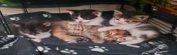Altre razze gatti in regalo: GATTINI CERCANO CASA 🏡  - Annuncio 1