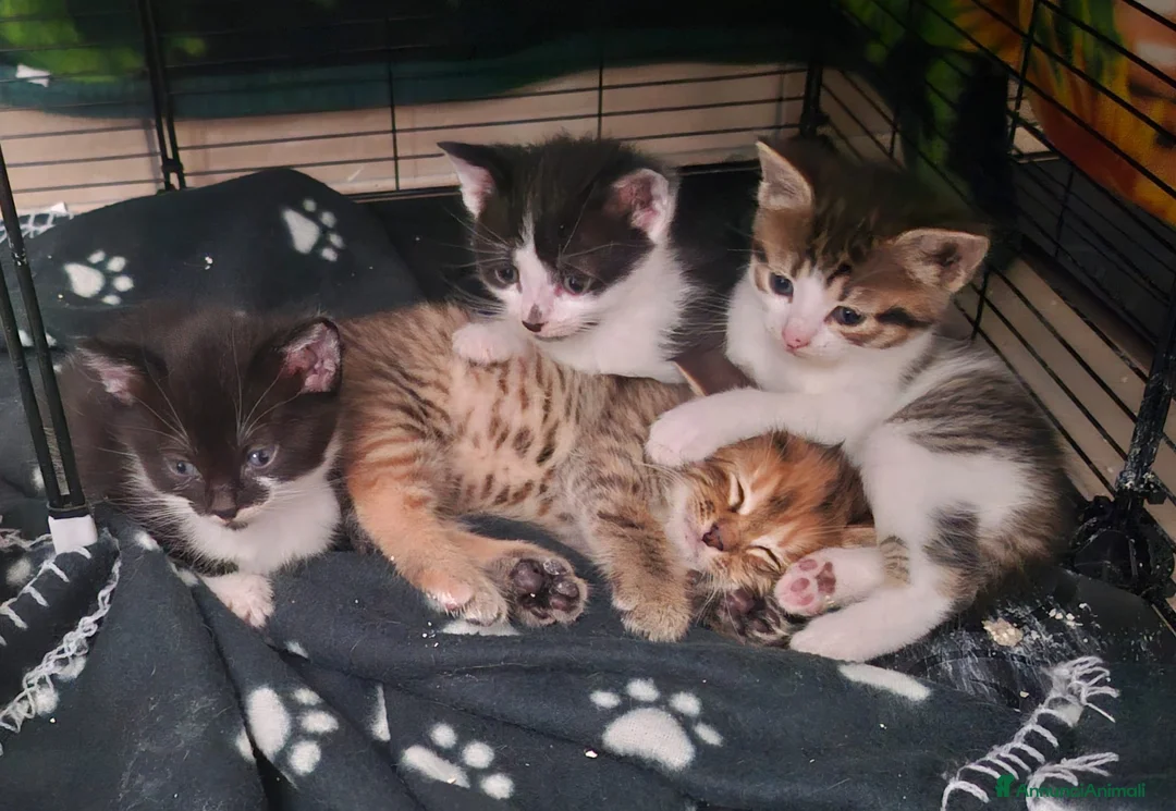Altre razze gatti in regalo: GATTINI CERCANO CASA 🏡  - Annuncio 1