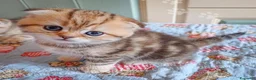 Scottish gatti in vendita: Cuccioli Scottish Fold con Pedigree - Annuncio 20