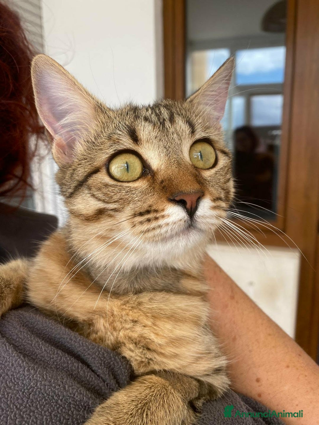 Europeo gatti in regalo: Marinella aspetta una famiglia tutta sua  - Annuncio 1