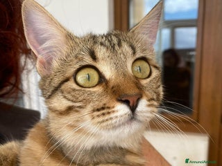 Europeo gatti Marinella aspetta una famiglia tutta sua - Annuncio 3