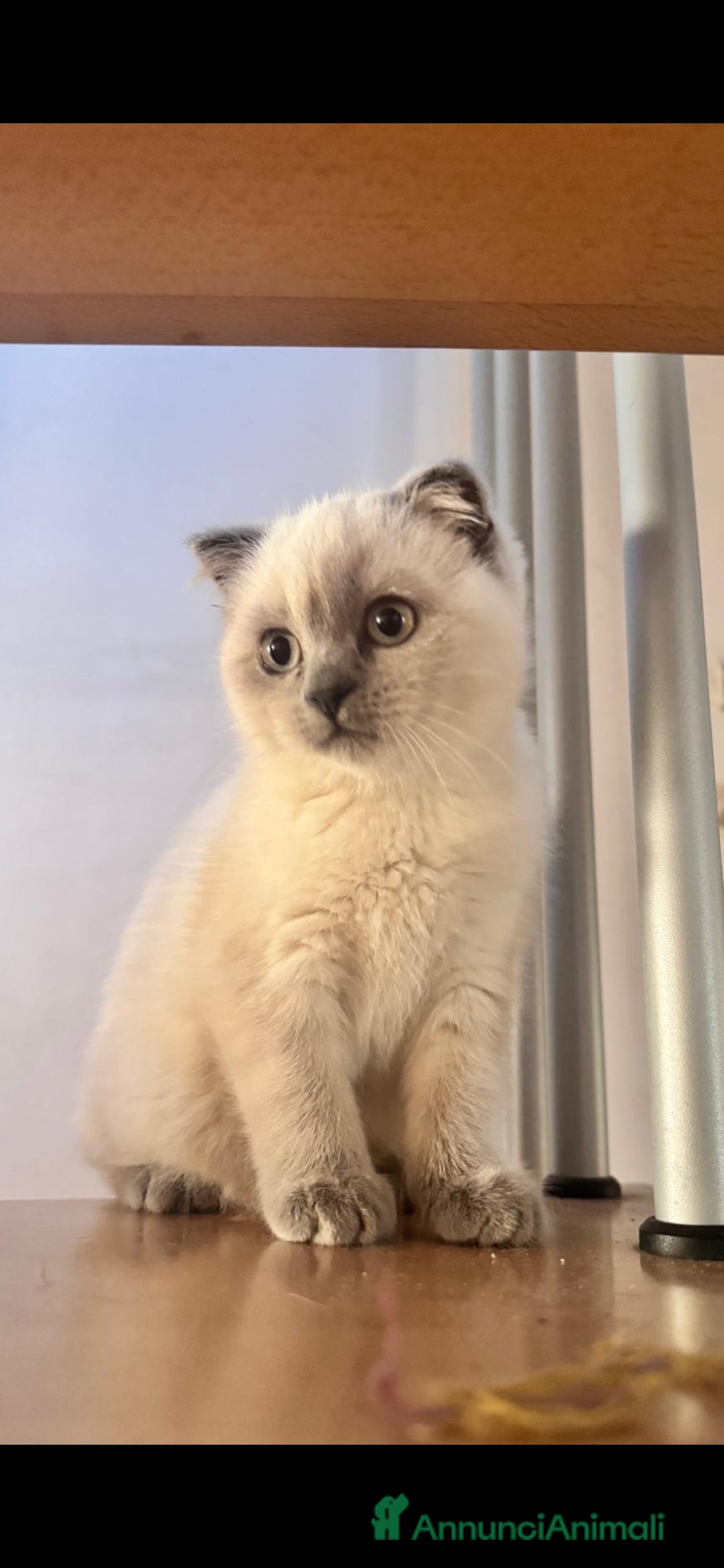 Scottish gatti per accoppiamento: Margherita cerca fidanzato - Annuncio 4