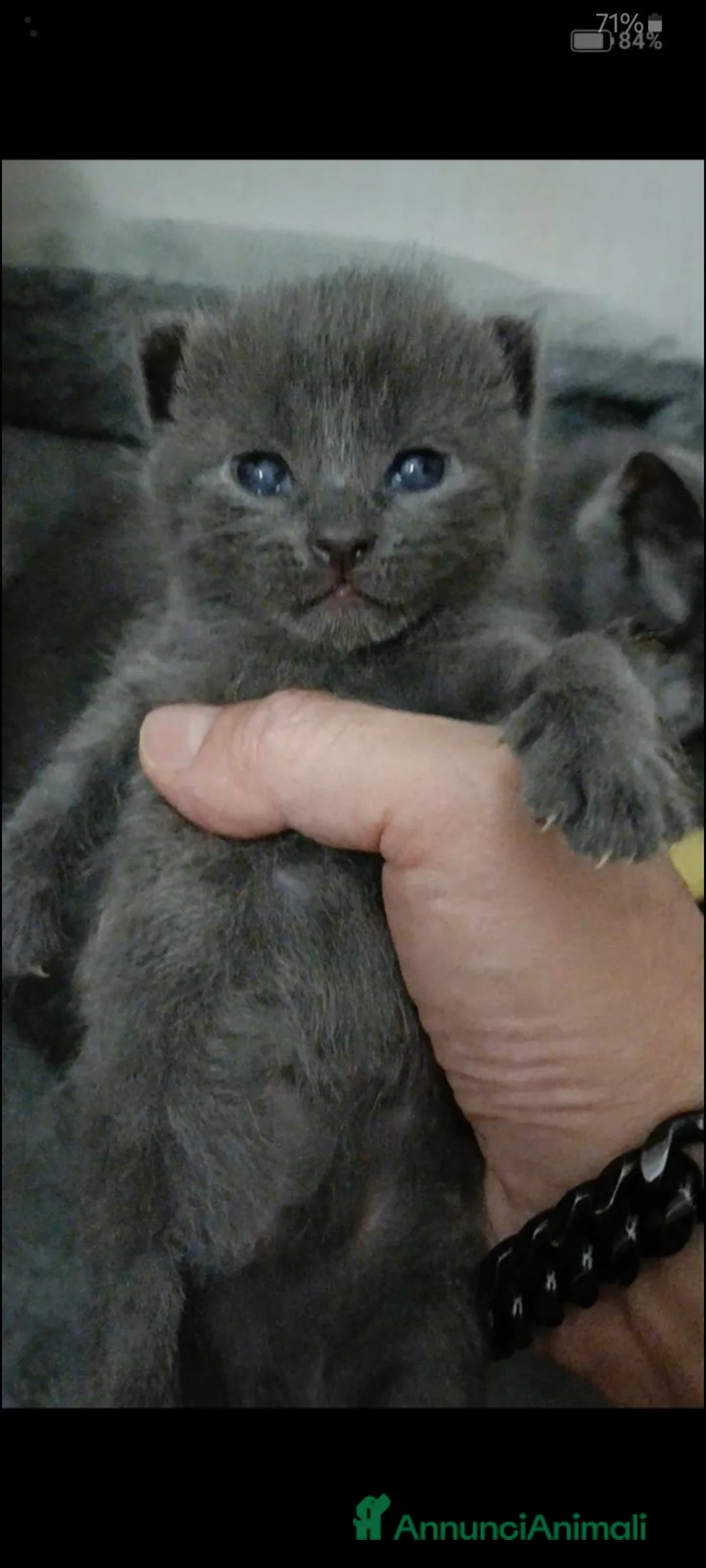 Certosino gatti in vendita: Cuccioli di certosino PURISSIMI  - Annuncio 20