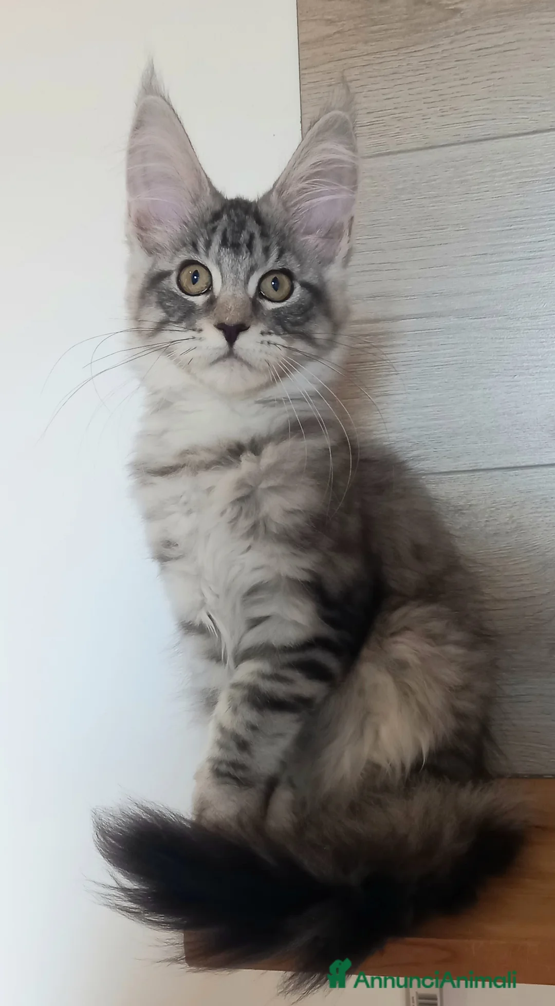 Maine Coon gatti in vendita: Stupendi piccoli Maine coon - Annuncio 7