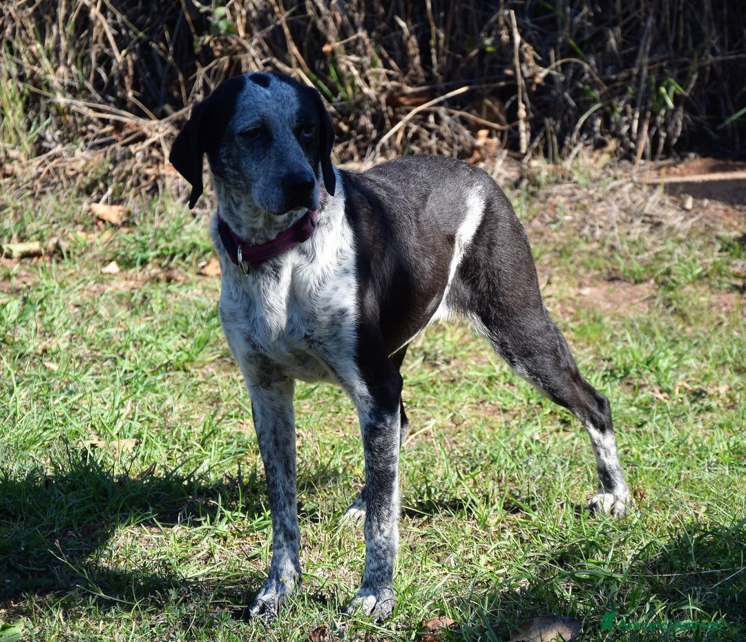 Segugio cani in regalo: VIRGINIA, una timida cagnolina  a Pomezia - Annuncio 9