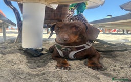 Bassotto cani per accoppiamento: Cerco bassotta per monta  a Provincia di Como - Immagine 3