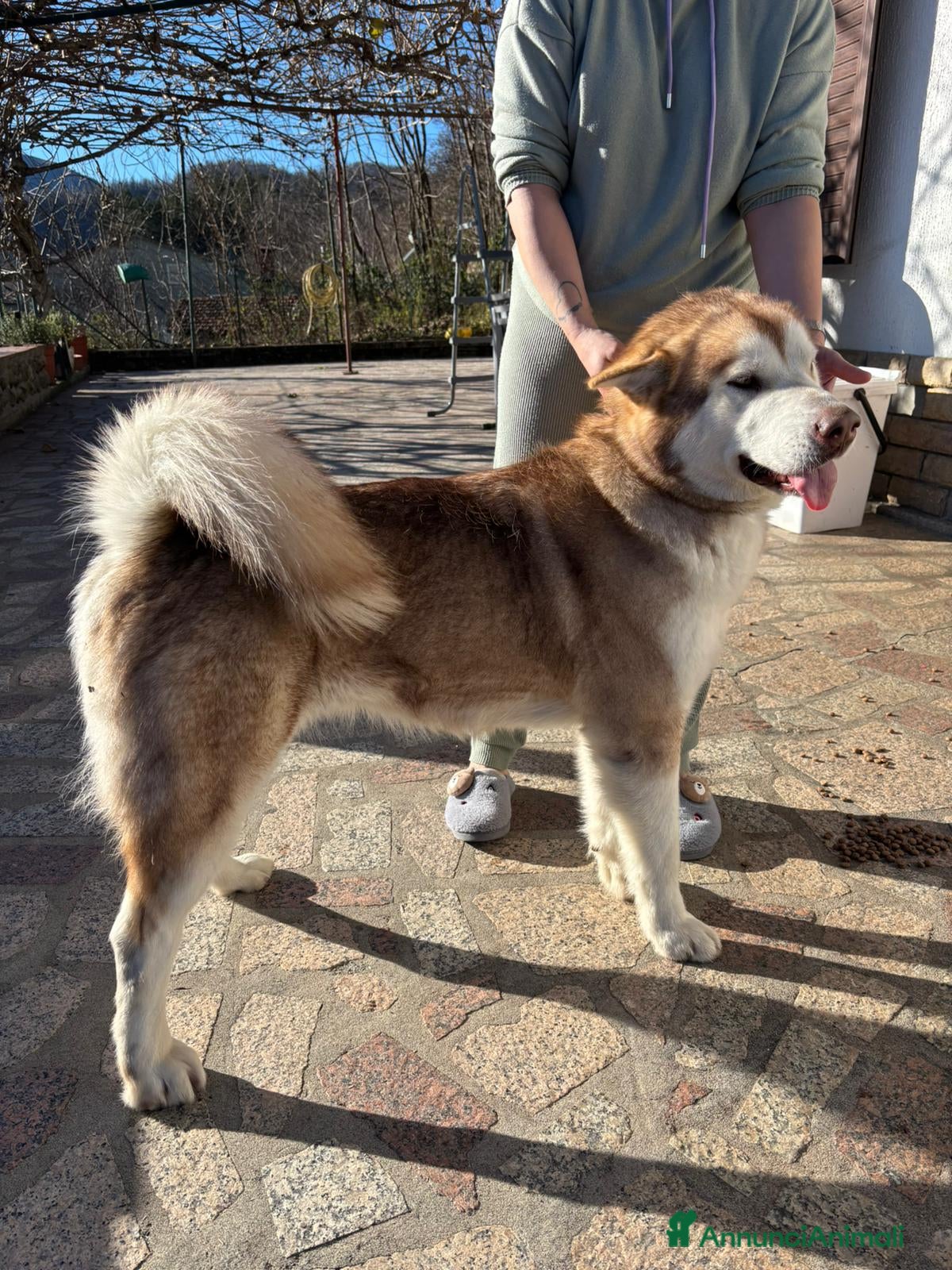 Alaskan Malamute cani Prenotazione per cucciolata di Alaskan Malamute - Annuncio 2