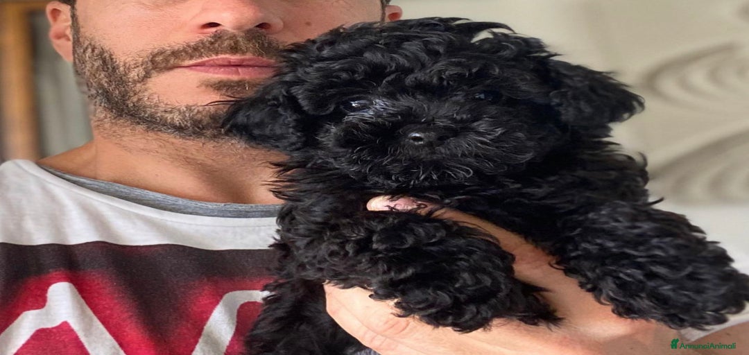 Immagine della galleria {{count}}