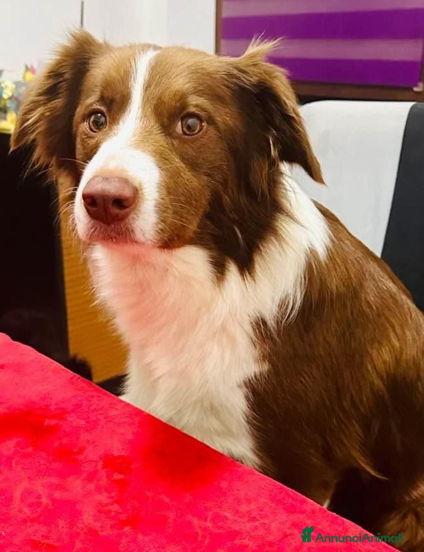 Border Collie cani Border Collie - Annuncio 1