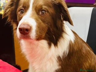 Border Collie cani Border Collie - Annuncio 4