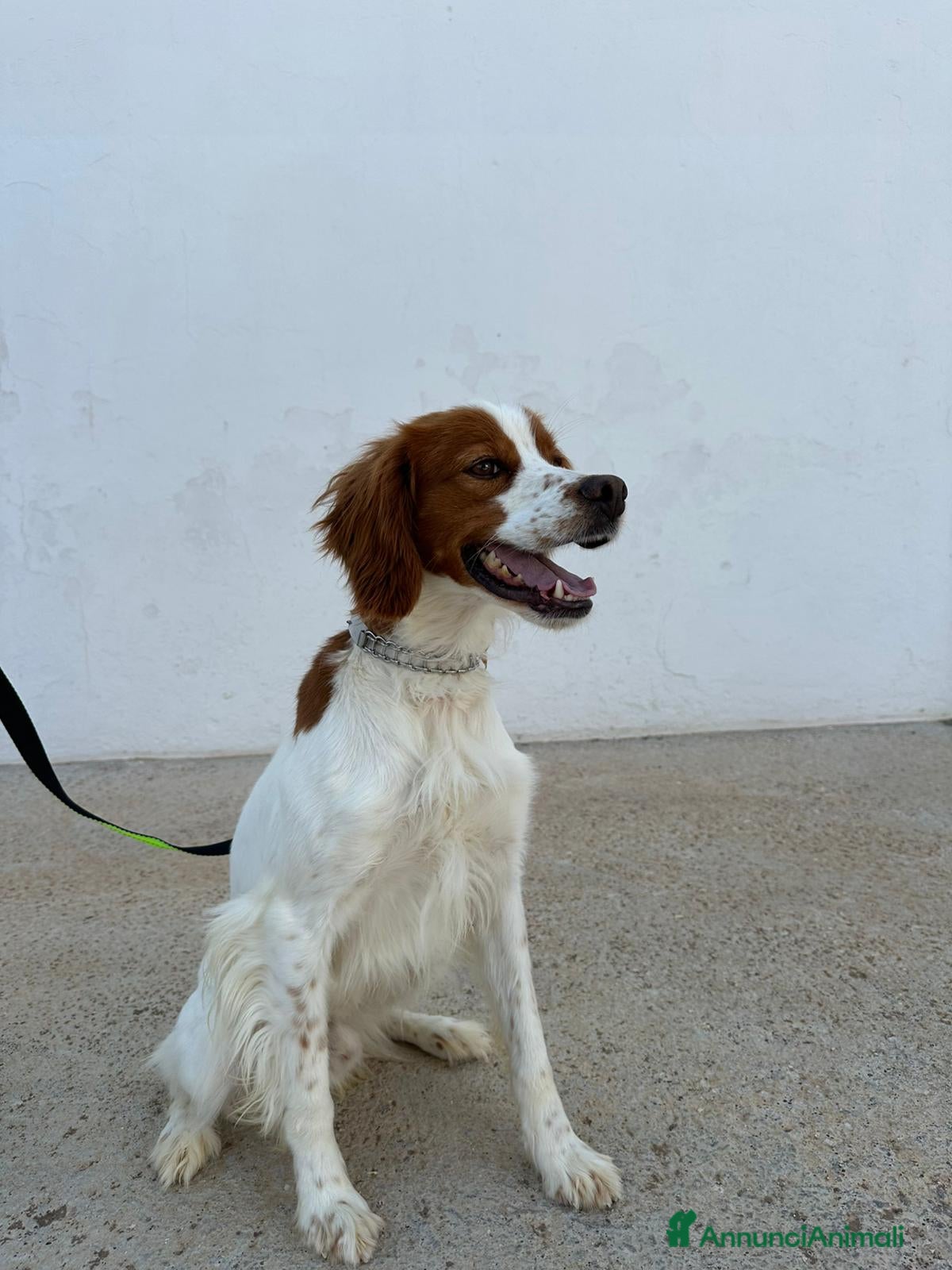 Breton cani Regalo breton - Annuncio 1