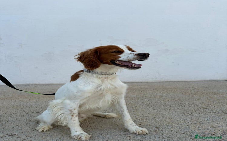 Breton cani - Annuncio 17