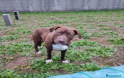 Bull Terrier cani in regalo: APACHE, cucciolo di American Pit Bull Terrier a Provincia di Latina - Immagine 6