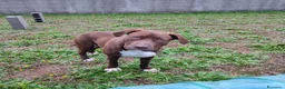 Bull Terrier cani in regalo: APACHE, cucciolo di American Pit Bull Terrier a Provincia di Latina - Annuncio 6