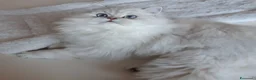 Persiano gatti in vendita: Persiani Chinchilla a Provincia di Ferrara - Annuncio 1