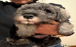 Mini Schnauzer cani in vendita: ZWERGSCHNAUZER PEPE E SALE - Annuncio 3