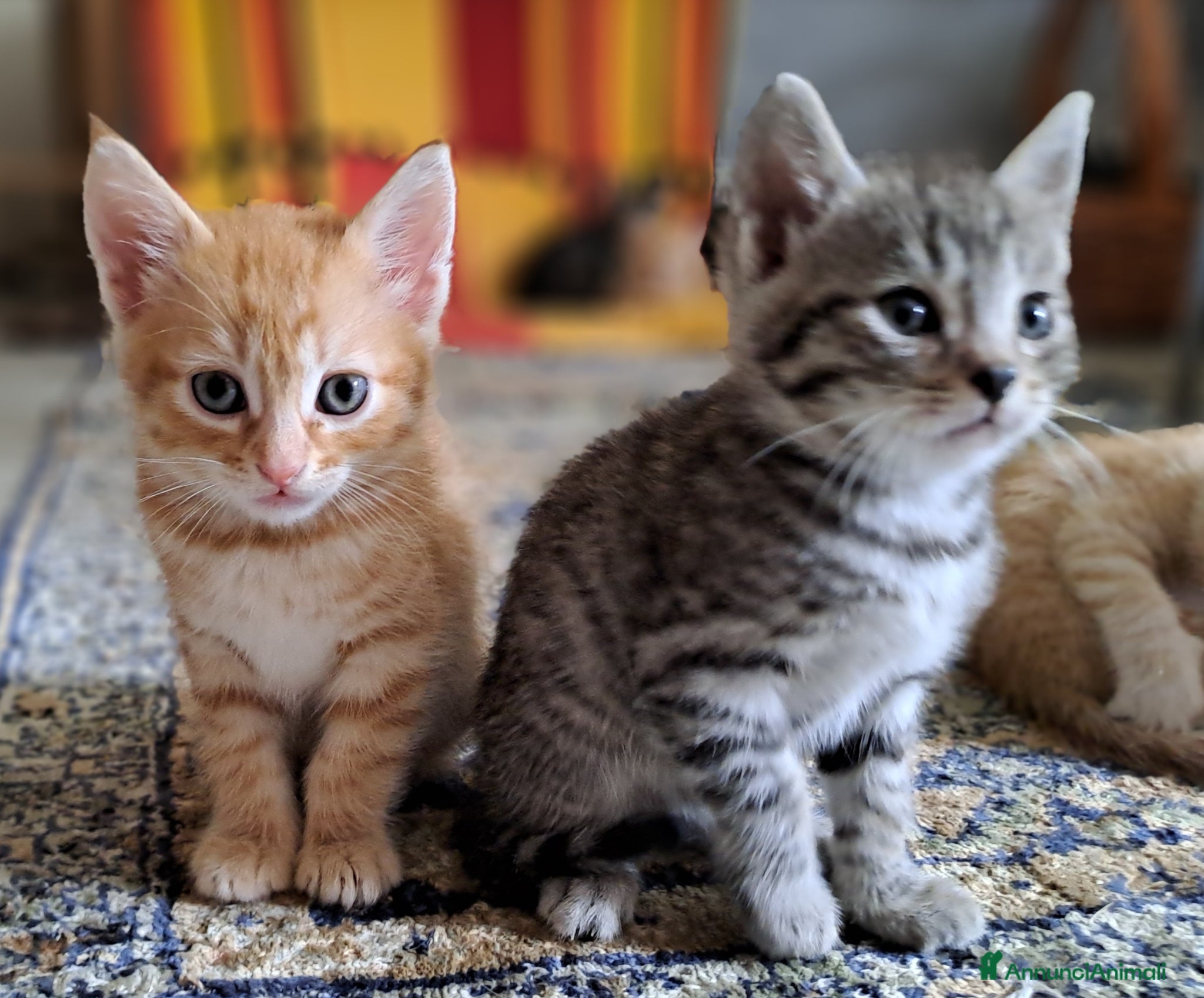 Europeo gatti in regalo: Splendidi gattini cercano casa - Annuncio 9