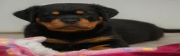 Rottweiler cani in vendita: CUCCIOLI DI ROTTWEILER - Annuncio 3