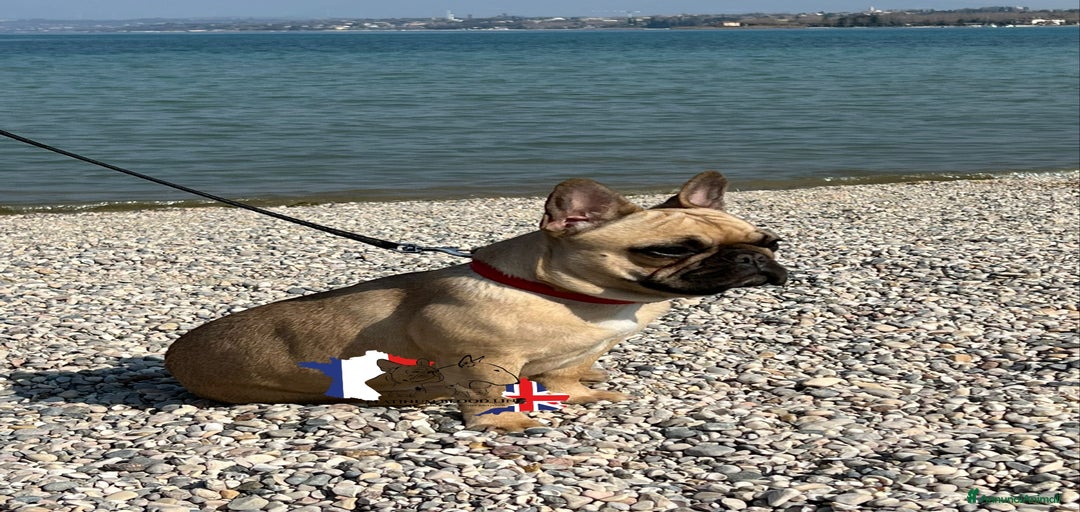 Immagine della galleria {{count}}