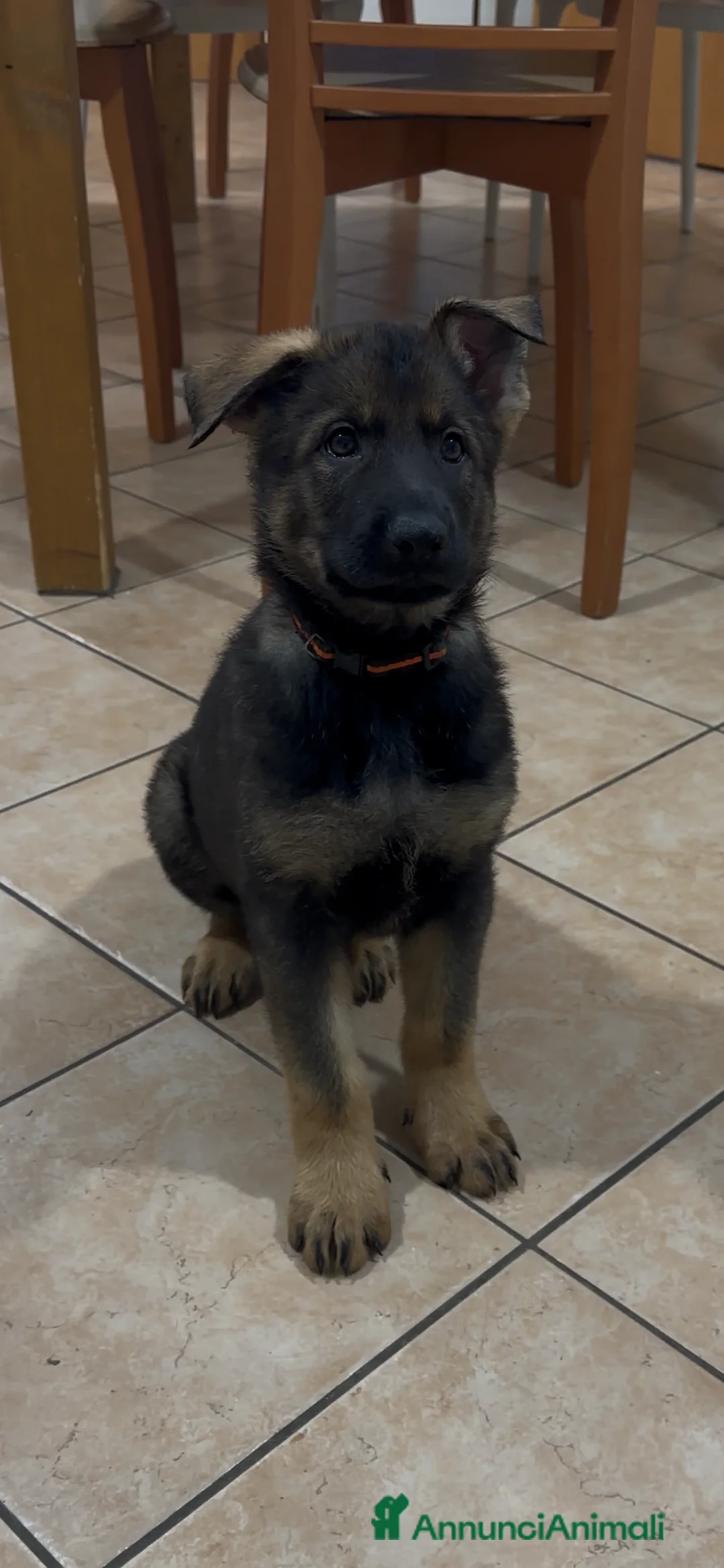Pastore Tedesco cani in vendita: Cuccioli di pastore tedesco linea da lavoro  - Annuncio 3