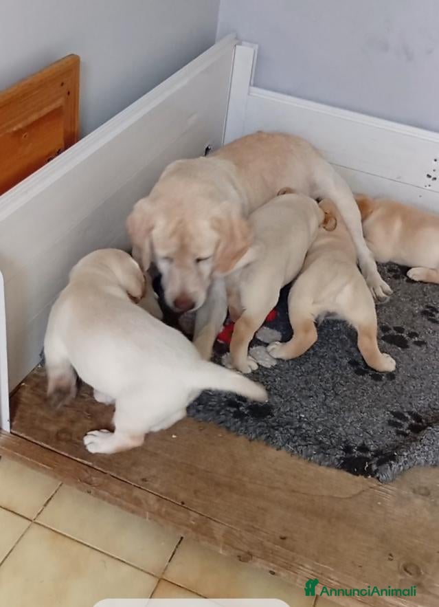 Labrador cani Labrador Retriever con pedigree  - Annuncio 26