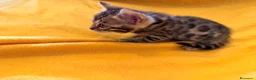 Bengala gatti in vendita: Cuccioli di Bengala - Annuncio 4