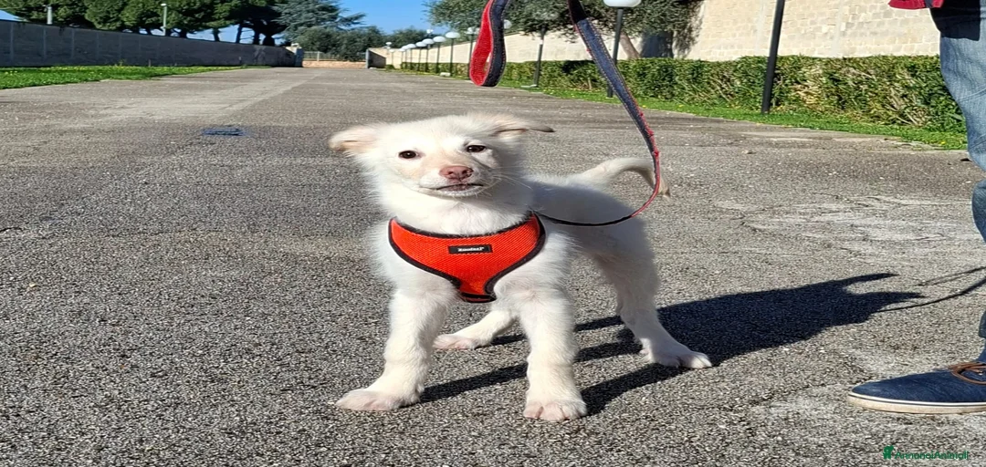 Immagine della galleria {{count}}