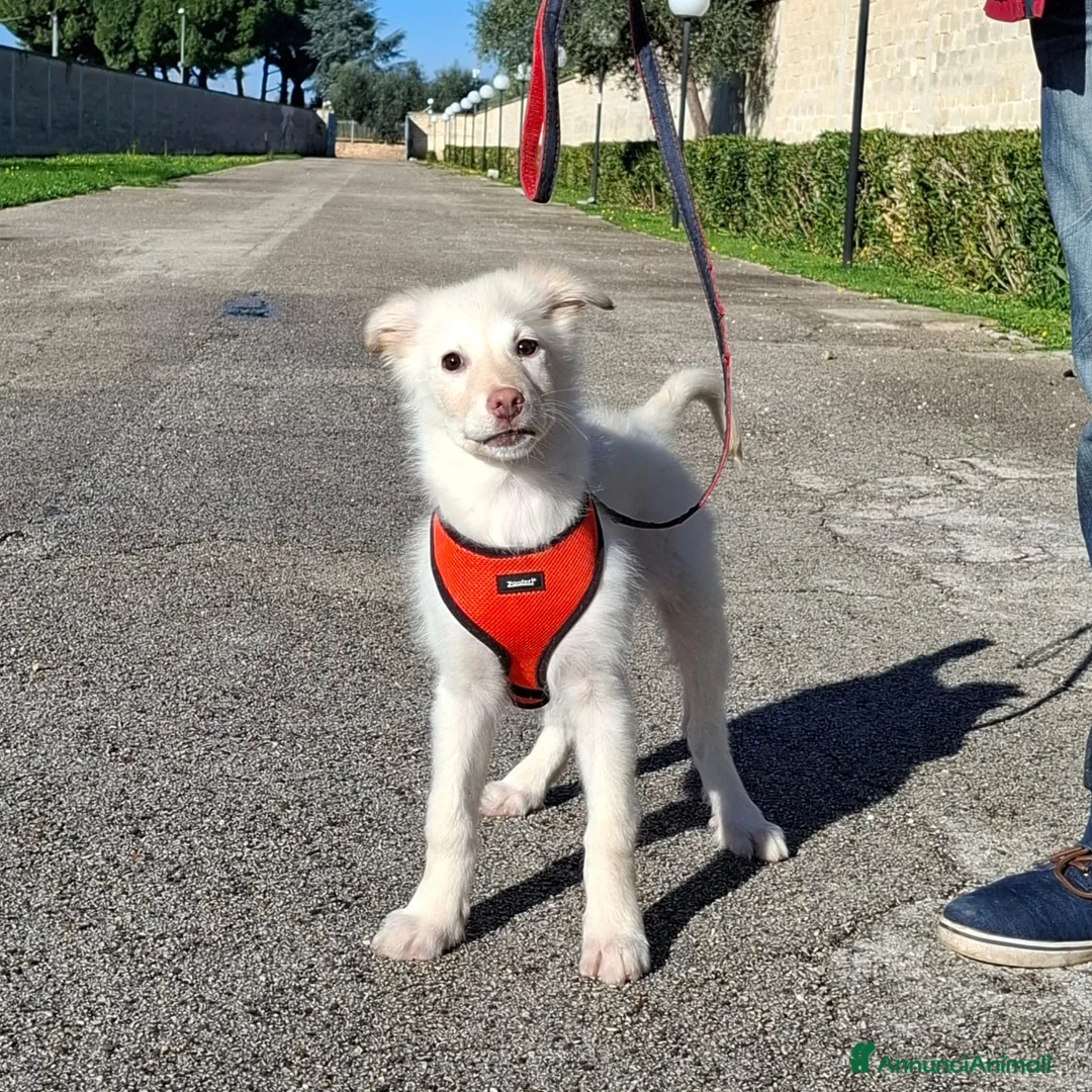 Immagine della galleria {{count}}