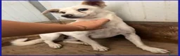 Meticcio cani in regalo: GIOIA giovane timidina - 8kg a Città metropolitana di Milano - Annuncio 3