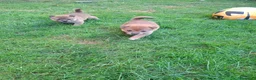 Shiba Inu cani in vendita: Cuccioli shiba inu - Annuncio 3