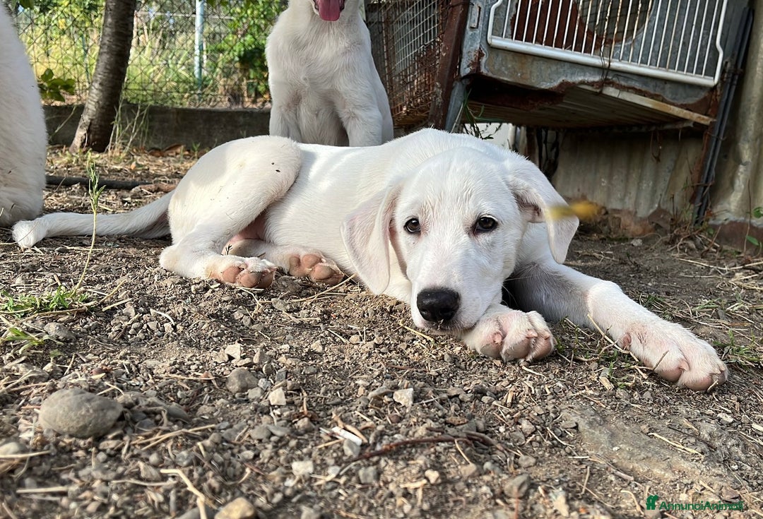 Pastore Maremmano cani in regalo: Chase splendido cucciolo di 3 mesi in box  a Città metropolitana di Milano - Annuncio 3