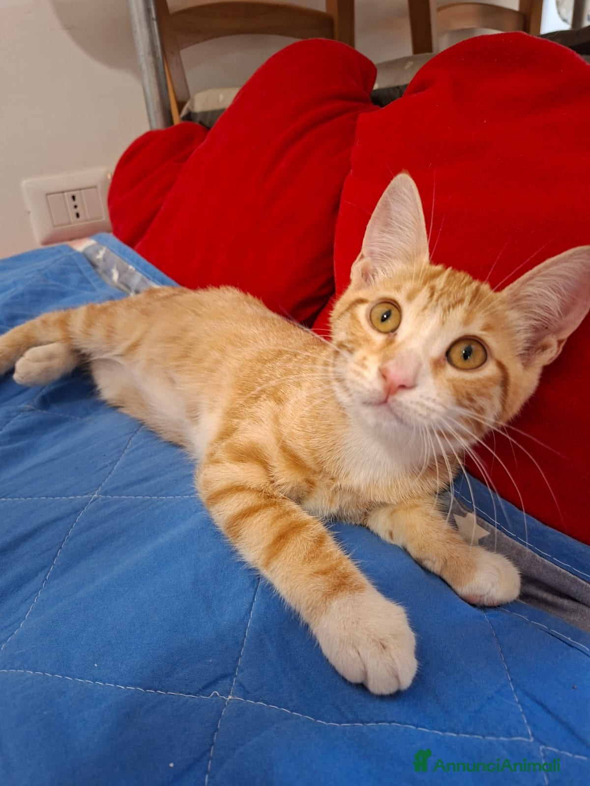 Meticcio gatti GATTINI ROSSI  - Annuncio 2