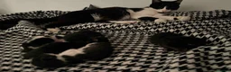 Meticcio gatti in regalo: Regalo 8 gattini (F/M) zona Sciacca (AG) a Libero consorzio comunale di Agrigento - Annuncio 2