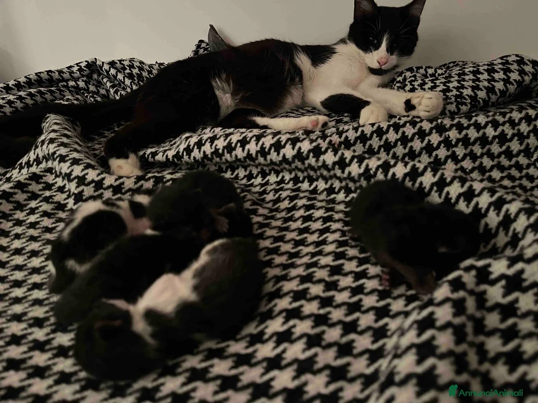 Meticcio gatti in regalo: Regalo 8 gattini (F/M) zona Sciacca (AG) a Libero consorzio comunale di Agrigento - Annuncio 2