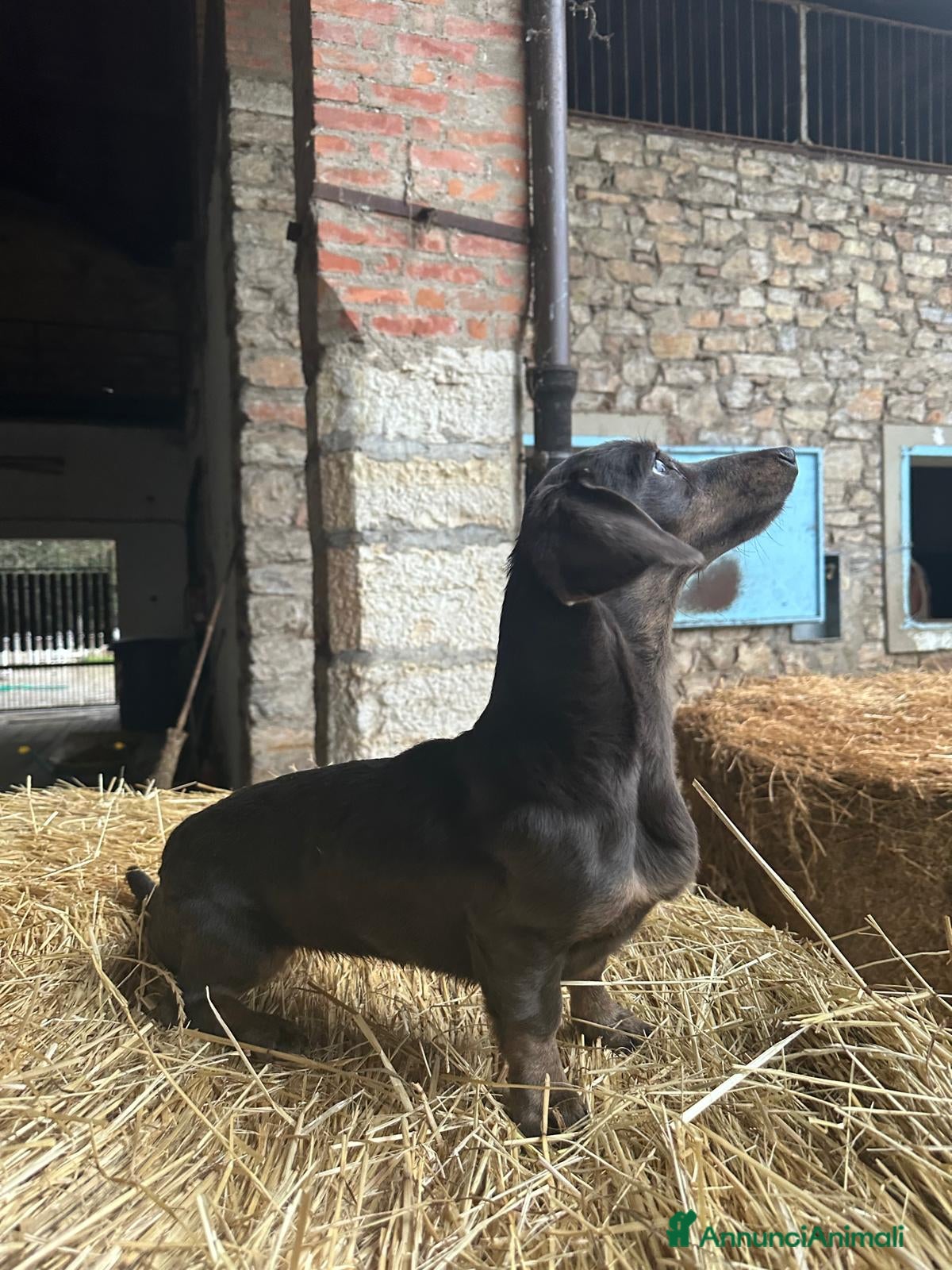 Bassotto cani Bassotta in vendita - Annuncio 13