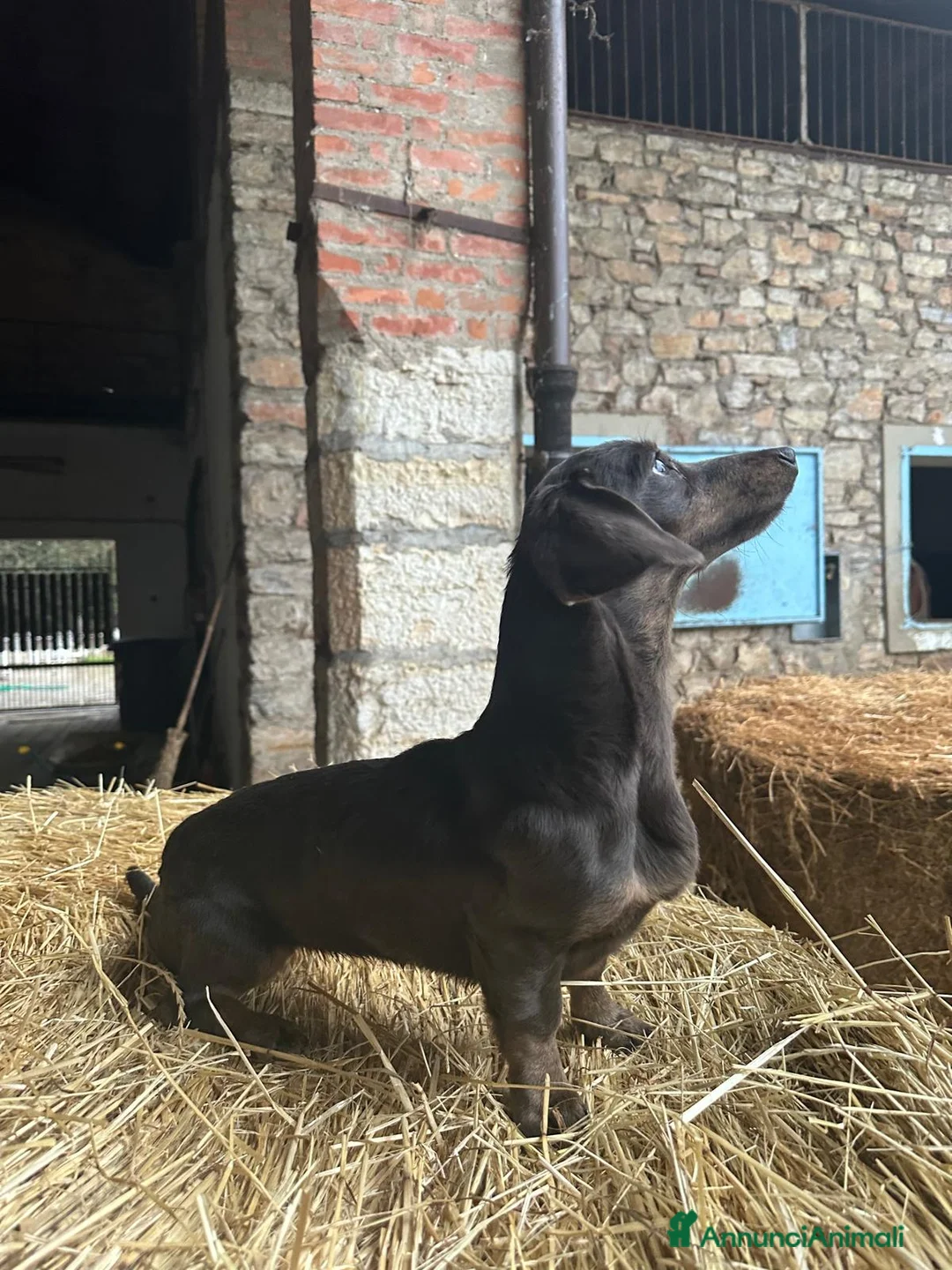 Bassotto cani in vendita: Bassotta in vendita - Annuncio 1