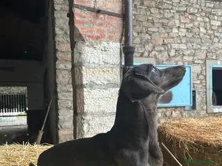 Bassotto cani Bassotta in vendita - Annuncio 13