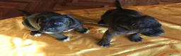 Cane Corso cani in vendita: Cuccioli CANE CORSO speciali a Provincia di Macerata - Annuncio 4