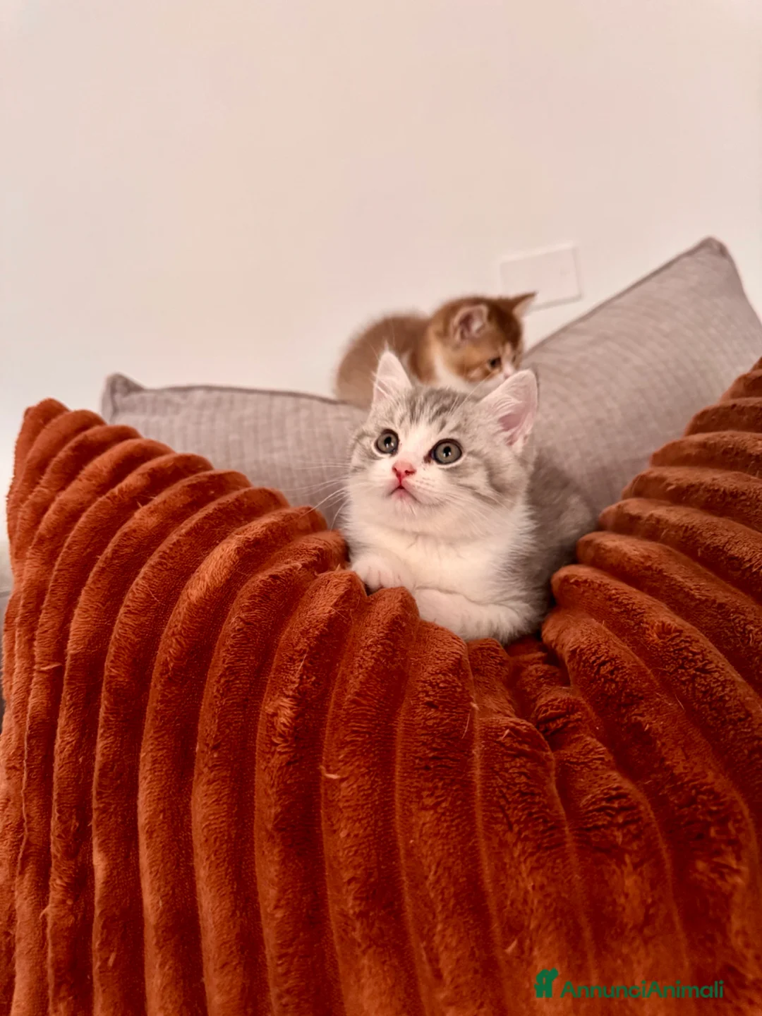 Scottish gatti in vendita: Cuccioli Scottish straight shorthair/highland - Annuncio 2