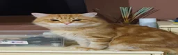 Siberiano gatti in vendita: Siberiano gatto ipoallergenico - Annuncio 4