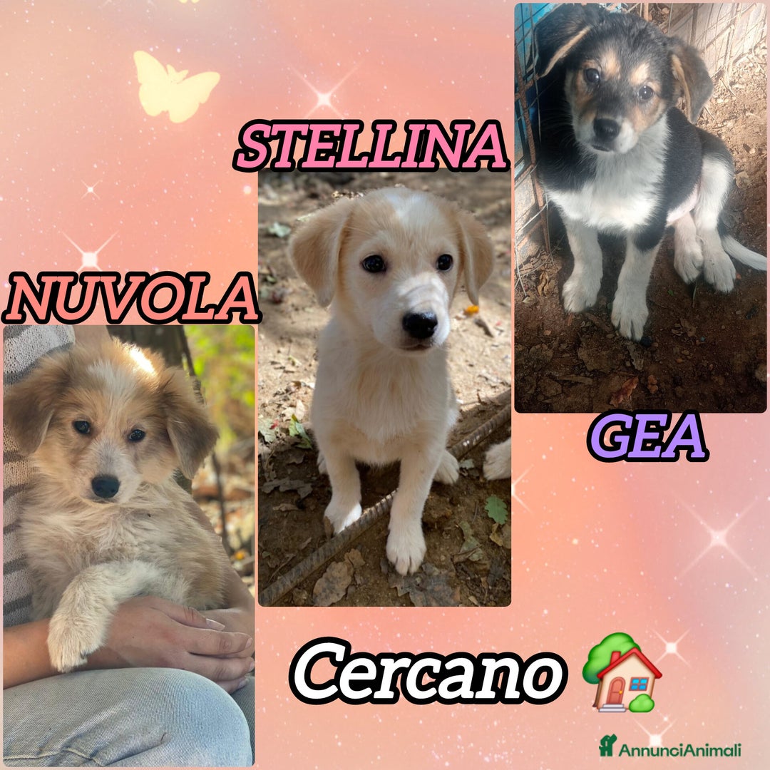 Meticcio cani in regalo: SORELLINE CERCANO CASA - Annuncio 4